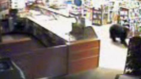 A bear broke into a store in Radium Hot Springs, B.C. on Sept. 27, 2010. (Youtube)