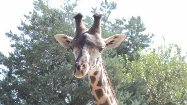 Crosby the giraffe come to the Calgary Zoo from Louisville.
