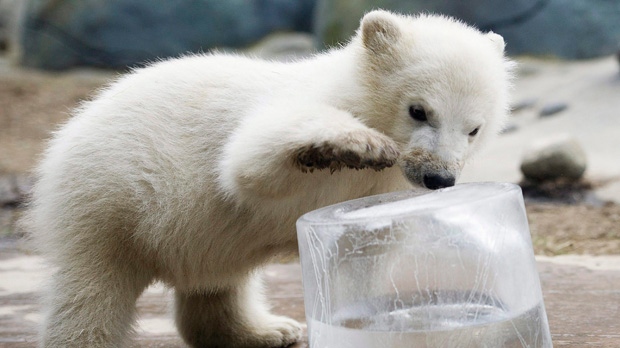 Feb. 3, 2012 file photo of a polar bear cub at the Toronto Zoo