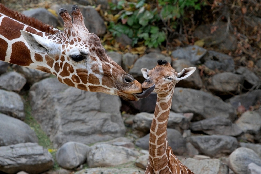 Baby giraffe on display for first time