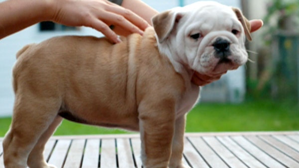 One of the stolen English bulldog puppies is seen in this undated photo.