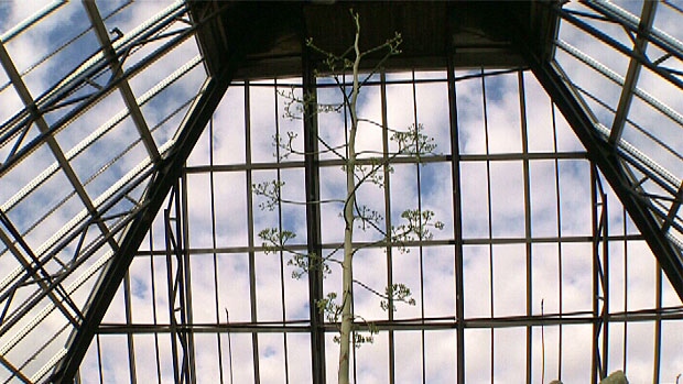 A 35-year-old Agave Americana plant. 