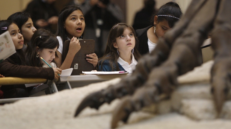 School children get a close-up look at the Tyrannosaurus rex skeleton known as Sue on display at Chicago's Field Museum Wednesday, May 12, 2010 in Chicago. (AP Photo / Kiichiro Sato)