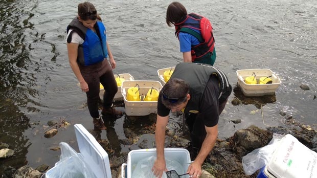 Fish are being put into the Grand River to test the impact of chemicals in the water on Friday, Oct. 5, 2012.