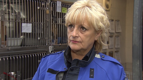 B.C. SPCA animal protection officer Eileen Drever talks about recent cat mutilations. Oct. 5, 2010. (CTV)