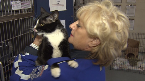 B.C. SPCA animal protection officer Eileen Drever holds a cat at an animal shelter. Oct. 5, 2010. (CTV)
