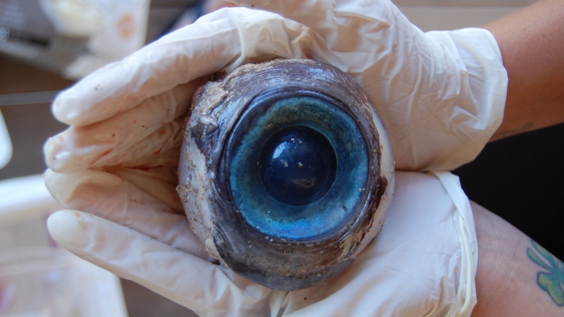This Thursday, Oct. 11, 2012 photo made available by the Florida Fish and Wildlife Conservation Commission shows a giant eyeball from a mysterious sea creature that washed ashore and was found by a man walking the beach in Pompano Beach, Fla. on Wednesday. No one knows what species the huge blue eyeball came from.  (AP Photo/Florida Fish and Wildlife Conservation Commission, Carli Segelson)