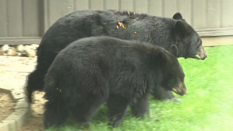 A family of black bears spent the day in Coquitlam backyards. Oct. 8, 2010. (CTV)