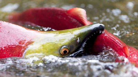 A spawning sockeye salmon bites the tail of another salmon as it making its way up the Adams River in Roderick Haig-Brown Provincial Park near Chase, B.C. Friday, Oct. 8, 2010. (CP/Jonathan Hayward)