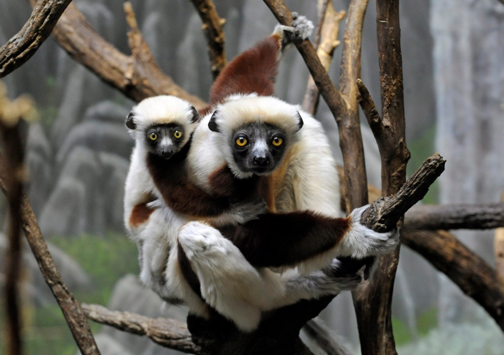 Lemur Extinction 