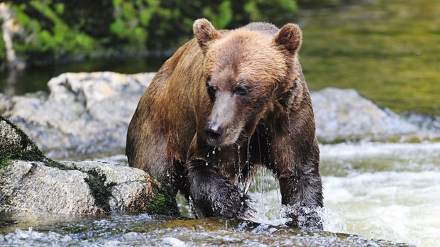 Brown bear in Alaska