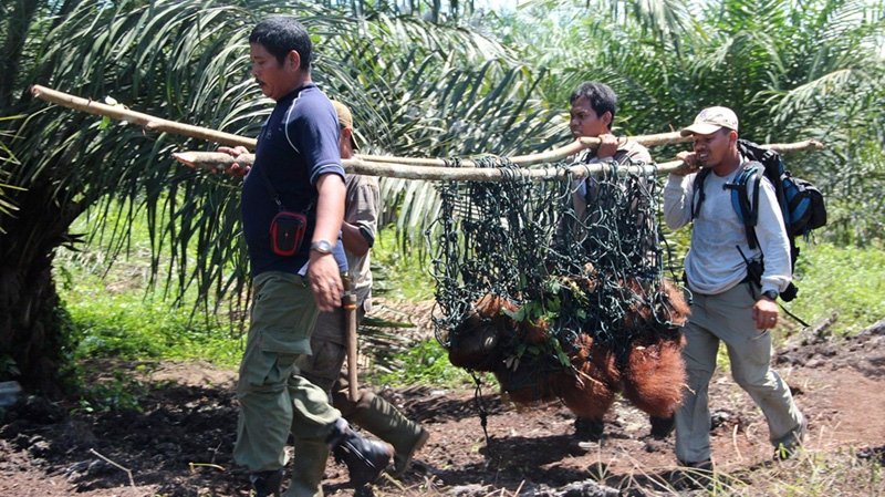 Sumatran Orangutan Conservation Programme rescue