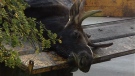 A young male moose died in an Orleans neighbourhood Monday, Oct. 11, 2010.