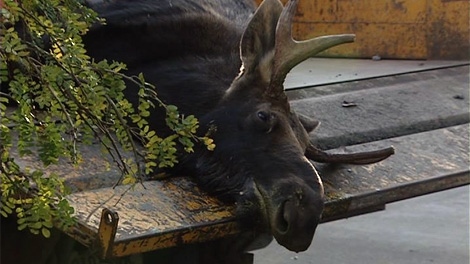 A young male moose died in an Orleans neighbourhood Monday, Oct. 11, 2010.