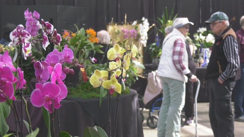 I beg your garden? 5 orchids score major awards at annual St. Albert fair