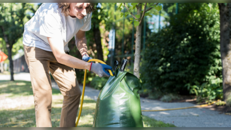 Vancouver residents encouraged to ‘adopt’ a tree