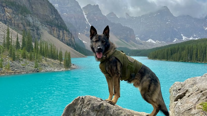 Alberta police dog injured during armed robbery investigation in High River
