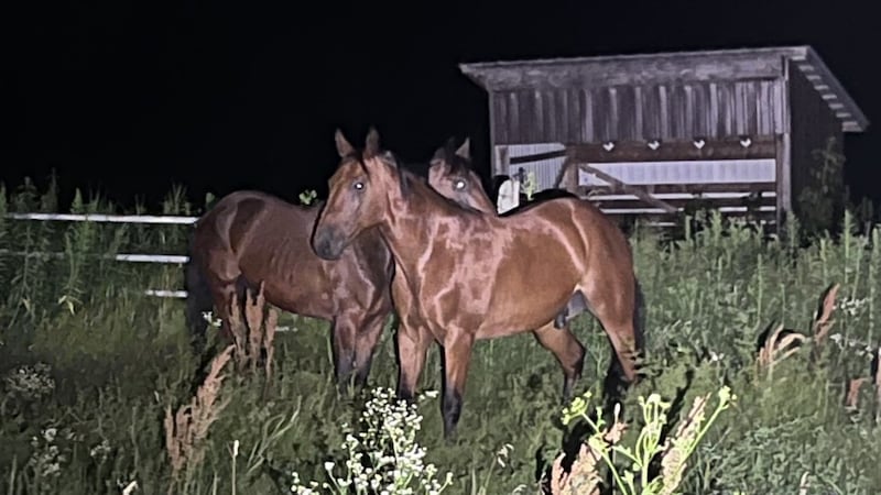 OPP seek owner of 2 horses found loose in eastern Ontario