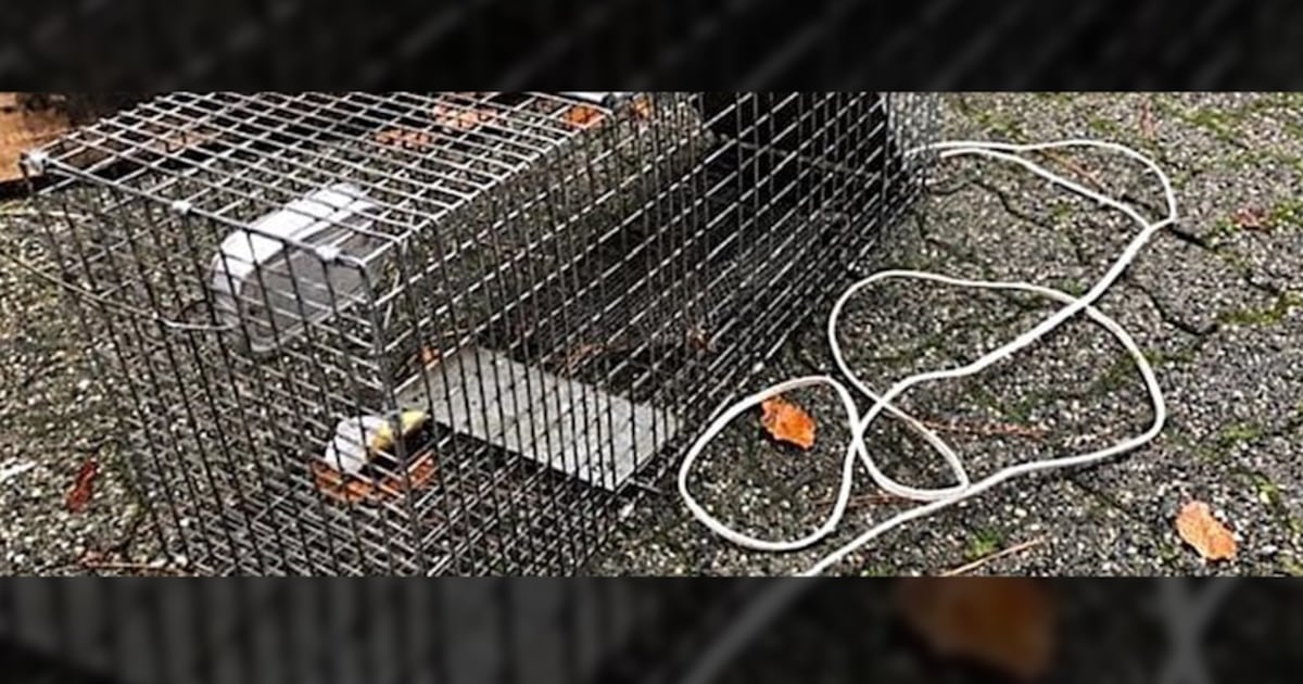 Raccoon injured in homemade electric trap: SPCA