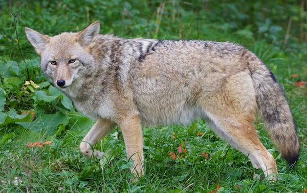 Teen girl taken to hospital after a coyote attack in Markham