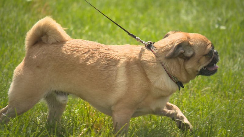 Pets in the Park raises funds for Edmonton Humane Society