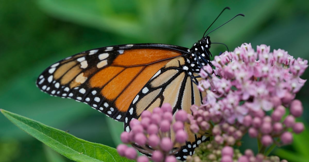 Thousands taking part in monitoring monarch butterflies in North America