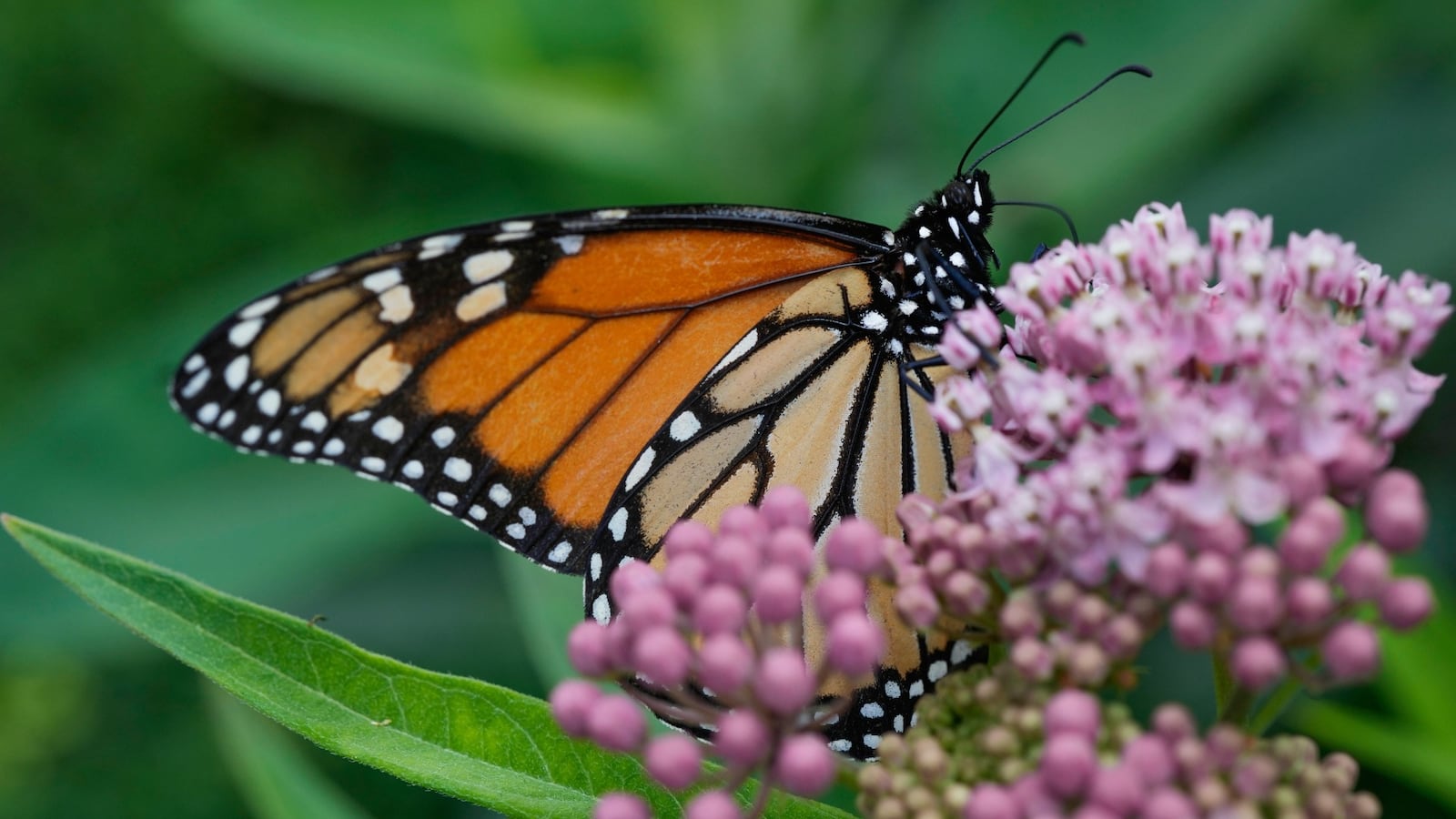 Monarch Monitoring Blitz How To Help Track Butterflies monarch-monitoring-blitz-how-to-help-track-butterflies