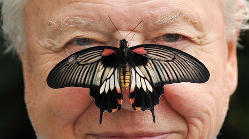 David Attenborough, the excited but hushed voice of nature programs, turns 100
