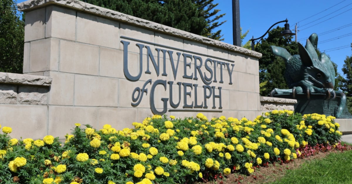 University of Guelph launching new degree focused on human-centred artificial intelligence - CTV News