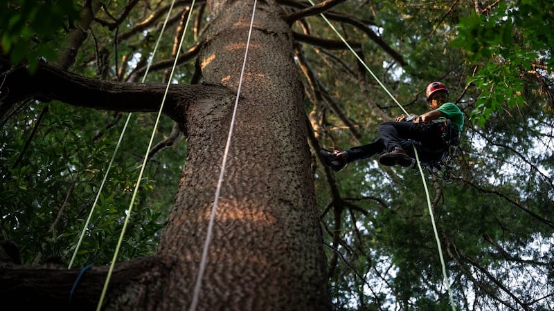 Take a bough: Climbing takes relationship with B.C.'s trees to the next level