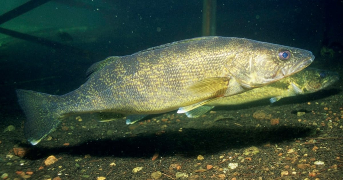 Ont. court imposes 6-year fishing ban on U.S. angler for overlimit fishing