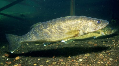 Manitoba angler fined, banned for illegal fishing in Ontario