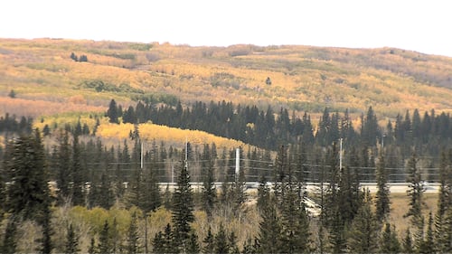 Fall colours in Calgary, as seen on Oct. 2, 2026