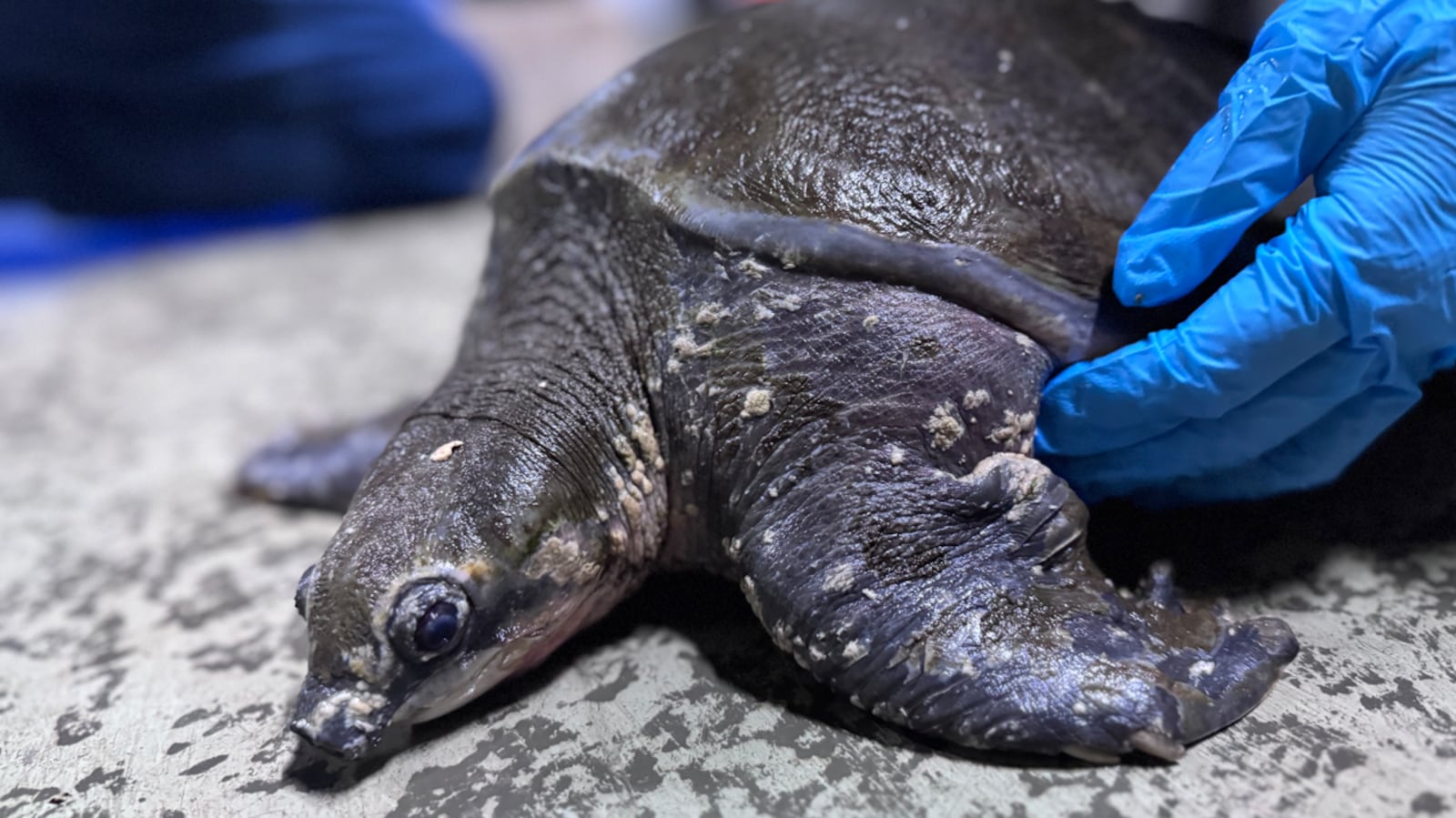 Fly River Turtle rescued in Wasaga Beach, Ont. dies despite intensive care