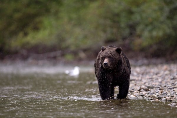 Wildlife organization calls for hunting ban to be lifted amid B.C. grizzly attack