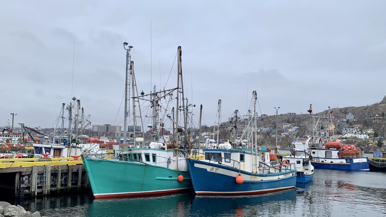 Cod Fish Labrador Scientists question Ottawa more than doubling cod catch in Newfoundland ...