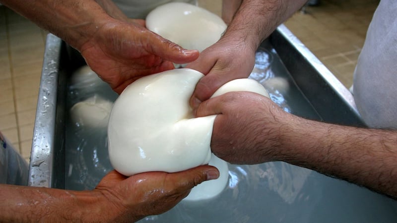 Millions in cheese revenue lost as protest torpedoes Italy’s buffalo mozzarella output