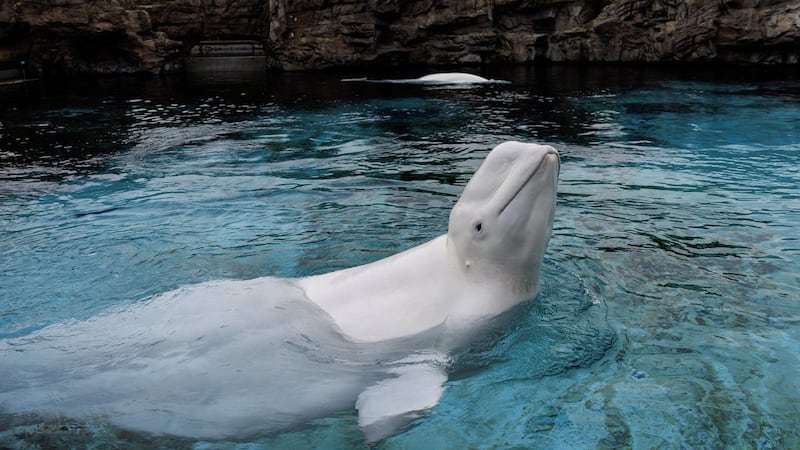 Marineland belugas that died in Chicago had chronic disease, aquarium says