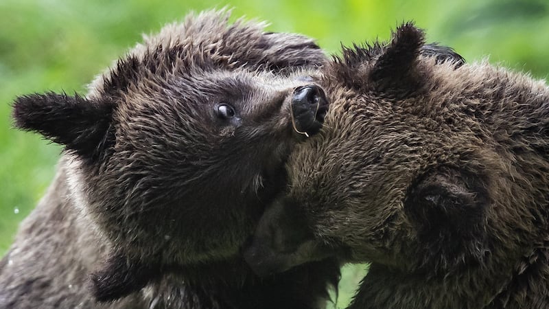 B.C. bears emerge from their dens, sparking excitement and heightened monitoring