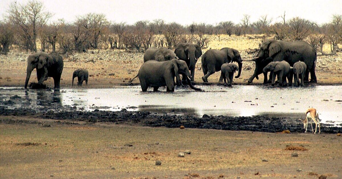 Namibia entsendet Hunderte Soldaten zur Bekämpfung eines riesigen ...