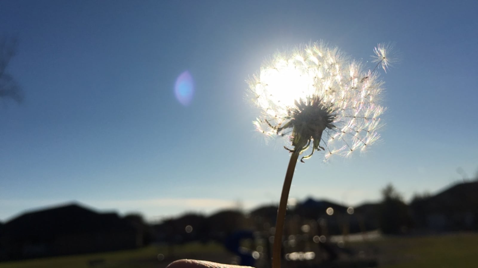 Extract Show Dandelion root extract approved for clinical trials of cancer-fighting ...