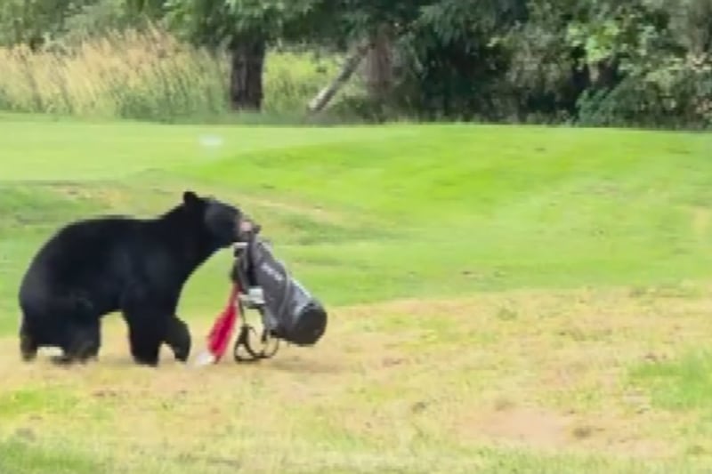 Caught on camera: Bear steals golf clubs on B.C. course