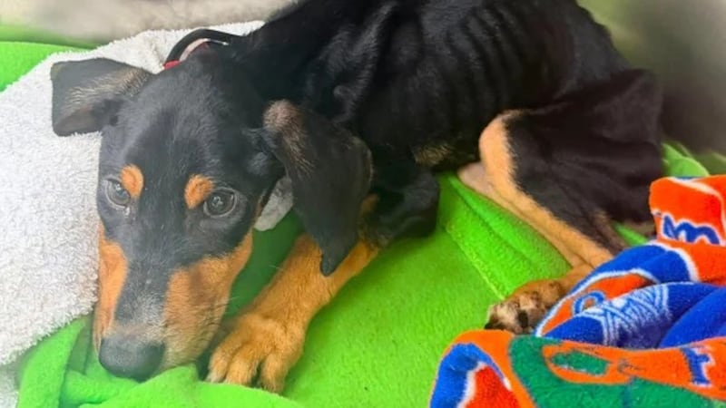 Florida man accused of starving puppy to death after hiding her in locked garage, sheriff says