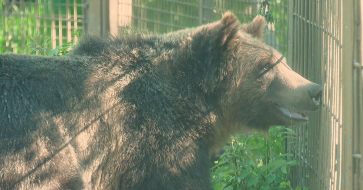 Grizzly bear safely returned to Calgary Zoo after escape