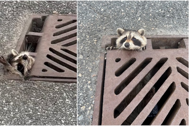Ontario police rescue racoon that became trapped in Highway 403 sewer grate