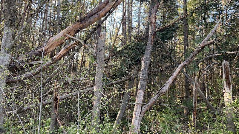 Four downbursts recorded on the night of fatal tree fall