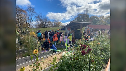 Planter boxes featuring flowers are pictured while people celebrate at Common Roots Urban Farm in Halifax, N.S., during the annual Harvest Hootenanny on Nov. 1, 2025. (Vanessa Wright / CTV Atlantic)