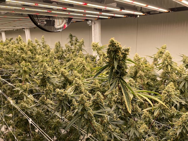 N.B. spends $2M to support upgrades to Moncton cannabis facility