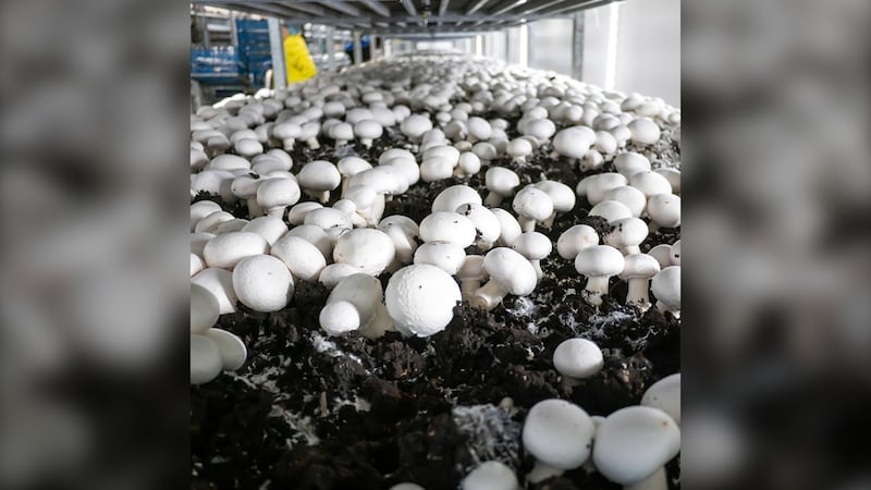 Canadian mushroom farmers set to face new tariffs