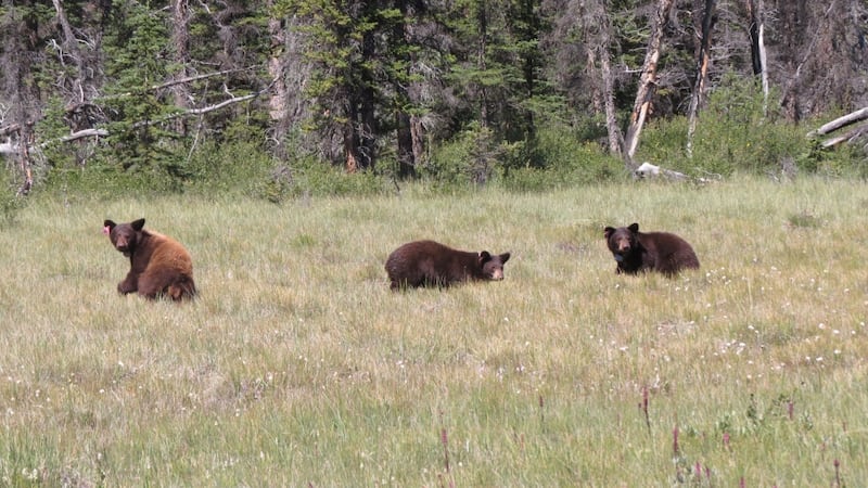 Parks Canada issues no-stopping zone along Banff highway after several bear jams